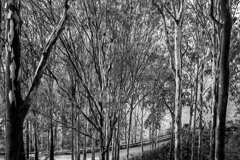 An Eucalyptus plantation as an afforestation initiative on Nandi Hills in Chikkaballapur district, Karnataka - a wrong alternative causing water scarcity